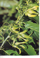 CP - PHOTO - COMORES - FLEURS YLANG YLANG - J. HUDLESTON - 74/772 - Bomen