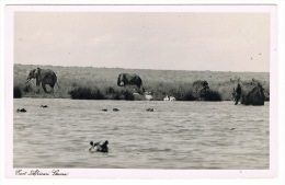 RB 1081 - Kenya Real Photo Postcard - East Africa Game - Elephants Pelicans & Hippos - Animals - Kenya