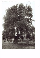 80 - LUCHEUX - L'Arbre Aux Epousailles - Légende - N°8145 Cim - 1965 - Lucheux