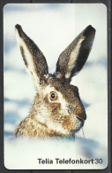 Sweden, A Rabbit In The Snow,  1997. - Rabbits