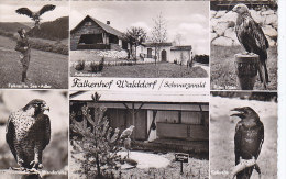 Falkenhof Walddorf Bei Nagold 1966 - Nagold