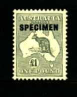 AUSTRALIA - 1935  KANGAROO  £ 1 GREY  C Of A  WATERMARK  OVERPRINTED  SPECIMEN Type D MINT NH  SG137 - Nuevos