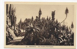 MONACO - N° 29 - LES JARDINS EXOTIQUES - CPA NON VOYAGEE - Exotische Tuin