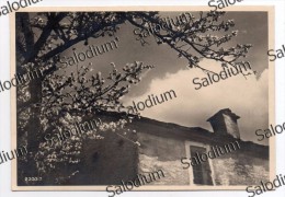 1941 - ALBERO TREE Casa Primavera - Arbres