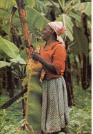 CP - PHOTO - BANANERAIE EN AFRIQUE - BERNARD GERARD - Alberi