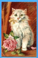 F605, Rose Rose "Beauté" Superbe Chat Avec Un Ruban, Circulée 1905 - Katten