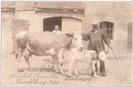 LANDSBERG Warthe Rinder Züchter Hahnert Und Frau Mit Kuh + Kalb Gorzow Wielkopolski 16.3.1908 Gelaufen - Neumark