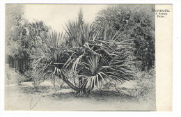 BERMUDA  ( îles  Bermudes ) /  A  SCREW  PALM  ( Arbre Tropical ) /  CPA  PRECURSEUR  ( éditée Avant 1904 ) . - Bermudes