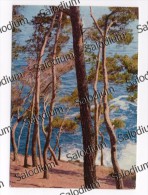 Albero Pianta Tree - Bäume