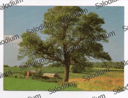 Albero Pianta Tree - Quercia - Pubblicitaria Timberland - - Bomen