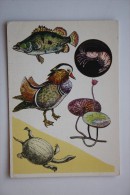 KHANKA LAKE - - AMIDA  Turtle - TURTLE - Testudo  - Old PC - Tortue 1985 - Schildpadden