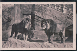 Hamburg - Carl Hagenbeck's Tierpark - Berberlöwen In Der Löwenschlucht - Altona