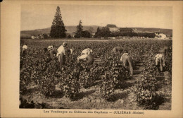 69 - JULIENAS - Vendanges Au Chateau Des Capitans - Vin - - Julienas