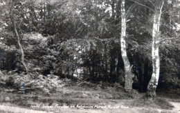 Silver Birches On Ashdown Forest, Forest Row - Árboles