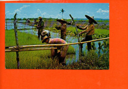 Philippines - Farmers At The Rice Seedlings Beds   (non écrite Et Non Oblitérée) - Philippines