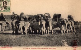 LAOS (ASIE - TONKIN  - Indochine - Viet-Nam - CHINE)  :  Haut-Laos Convoi D'Eléphants Chez Les BOLOVEN - Laos