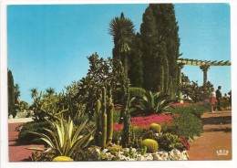 Principauté De Monaco - Le Jardin Exotique De MONACO - Ed. La Cigogne N° C 41 - Exotische Tuin