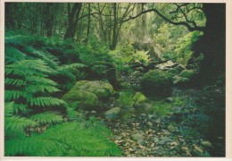 (Ñ204) GOMERA. BOSQUE DE EL CEDRO - Gomera