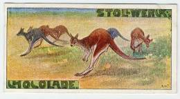Stollwerck - Règne Animal – 26.3 (FR) – Kanguroo Géant, Kangourou,  Macropus, Kangaroo, Reuzenkangoeroe - Stollwerck