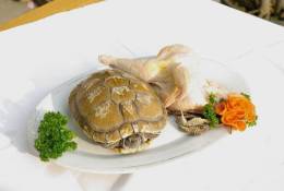 AN01-106   @  Food Dishes  Turtle  Tortue Schildkröten Tortugas ,    ( Postal Stationery , Articles Postaux ) - Schildpadden