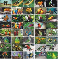 B02186 China Phone Cards Parrot Puzzle 160pcs - Papageien