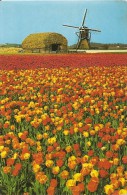 Pays-Bas. CPM. Noord-Brabant. Roosendaal. La Hollande En Parure Des Fleurs (Moulin, Molen) - Roosendaal