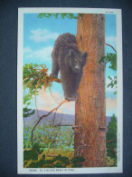 US Wyoming - BLACK BEAR IN TREE, YELLOWSTONE NATIONAL PARK - Copyright 1916 By Haynes, Unused - Yellowstone