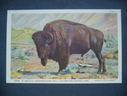 US Wyoming - BUFFALO, AMERICAN BISON, YELLOWSTONE NATIONAL PARK - Copyright 1922 By Haynes, Unused - Yellowstone