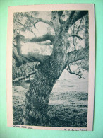 New Zealand 1946 Postcard - Ngaio Tree - Covers & Documents