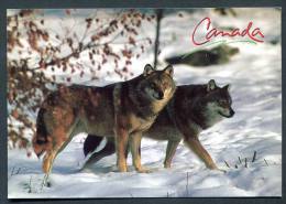 Arctic -  Canada  - The Timber Wolf - Loup  Canadien - Other & Unclassified