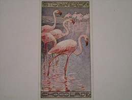 Gruppe 286, No. VI   -   Der Flamingo - Stollwerck