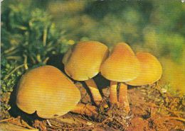 34507- MUSHROOMS - Funghi