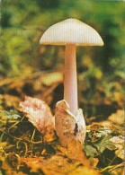 34508- MUSHROOMS - Pilze