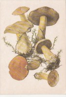 34510- MUSHROOMS - Champignons