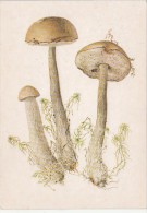 34512- MUSHROOMS - Funghi