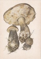 34513- MUSHROOMS - Funghi