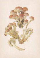 34515- MUSHROOMS - Champignons