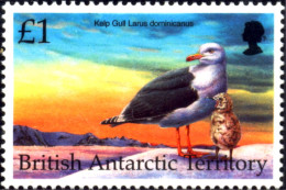 BIRDS-KELP GULL-BRITISH ANTARCTIC TERRITORY- £1-SCARCE-MNH-B3-572 - Marine Web-footed Birds