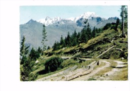 73 - SAVOIE - Promenade En Forêt Entre PEISEY-NANCROIX Et BOURG-ST-MAURICE - Arbres Coupés - Árboles