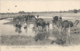 Postcard RA005658 - Algeria (Algérie / Algerien / Alzir) El Oued (Lwad) - El-Oued