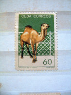 Cuba 1964 - Camel - Michel # 903 = 4.60 Euros - Oblitérés