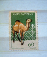 Cuba 1964 - Camel - Michel # 903 = 4.60 Euros - Used Stamps