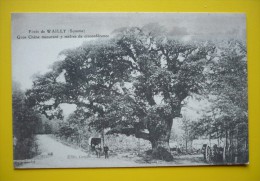 80 - Forêt De WAILLY - Gros Chêne De 7 M De Circonférence - Trees