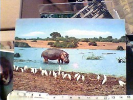 IPPOPOTAMO IPPOPOTAMI  AFRICA 1975 FE7645 - Hippopotames