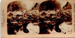 Stereofoto - Die Lotusblüte Des Nils, Ägypten - The Lotus Of The Nil, Egypt Ca 1895 - Stereoscopes - Side-by-side Viewers