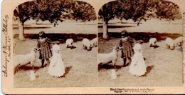 Stereofoto - The Little Shapards And Their Flocks - Die Kleinen Hirten Mit Ihren Herden 1895 - Stereoscopes - Side-by-side Viewers