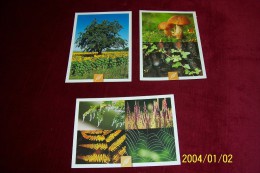 LOT DE 3 CARTES  °°  CHAMPIGNON  / FLEUR PHOTO JEAN PUYO   608 - Pilze