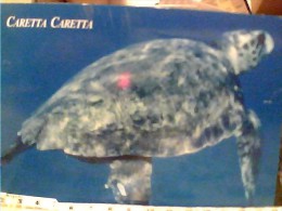 TARTARUGA TURTLE CARETTA    V2003  FE7754 - Tortues