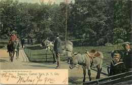 235239-New York City, Central Park, Donkeys, Rotograph 1905 No 56a - Central Park