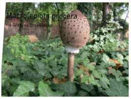 (100) Mushroom - Champignon - Pilze